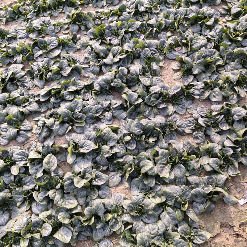 精品趴地菠菜大量接单
