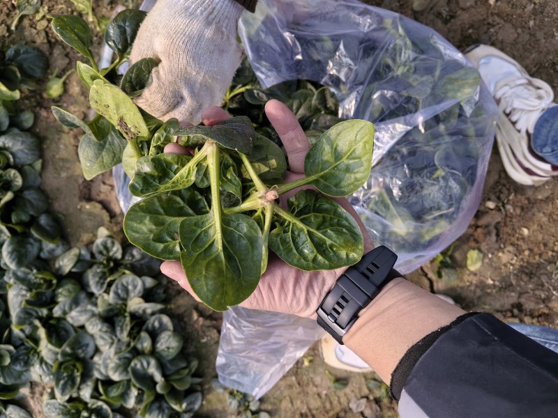精品趴地菠菜大量接单