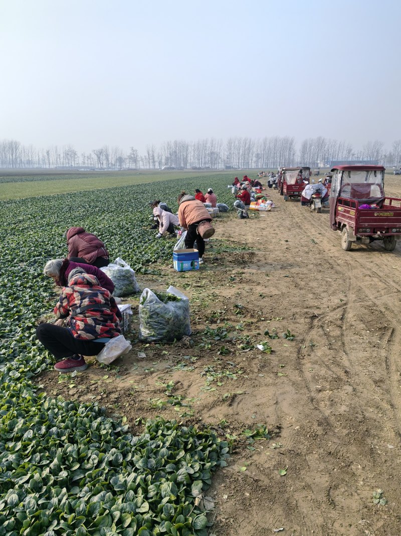 精品趴地菠菜大量接单