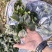 精品趴地菠菜大量接单