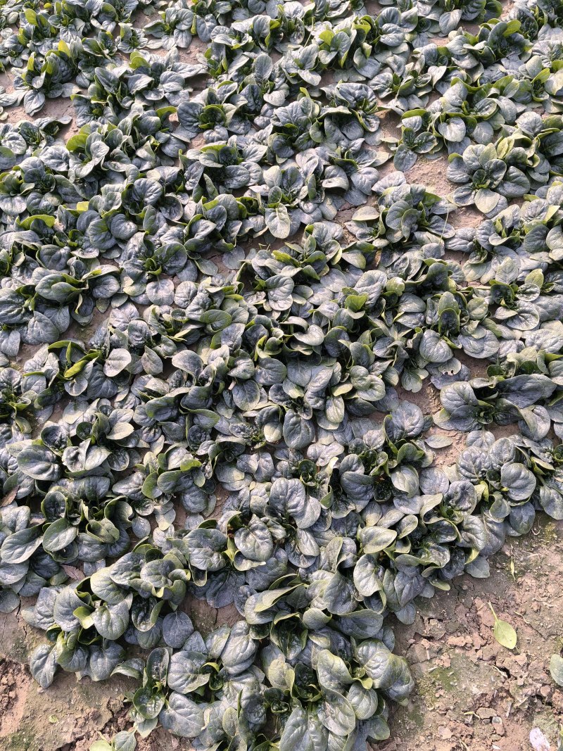 精品趴地菠菜大量接单