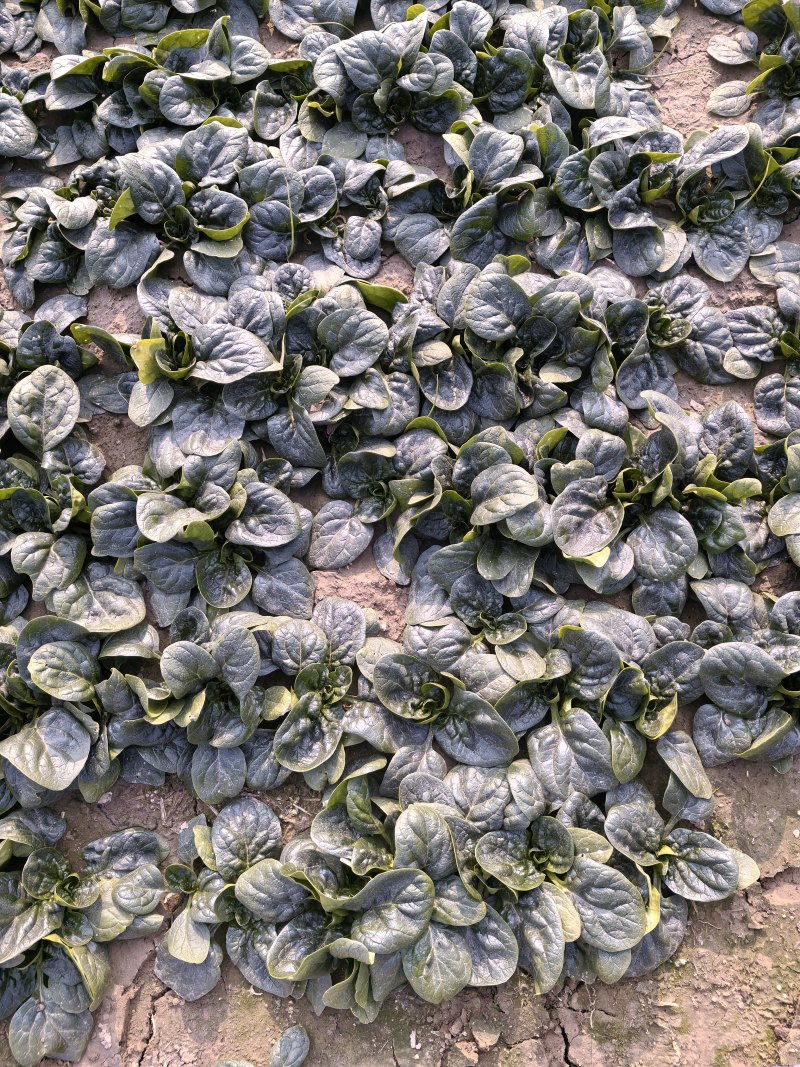 精品趴地菠菜大量接单