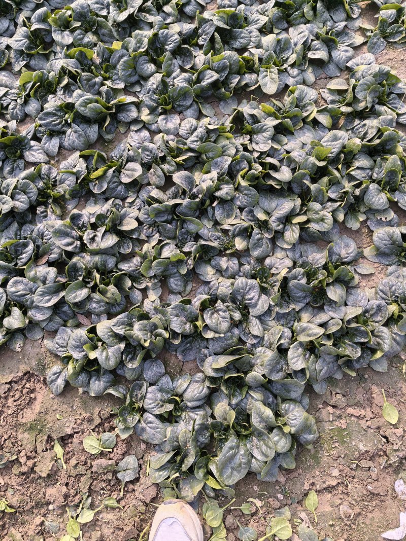 精品趴地菠菜大量接单