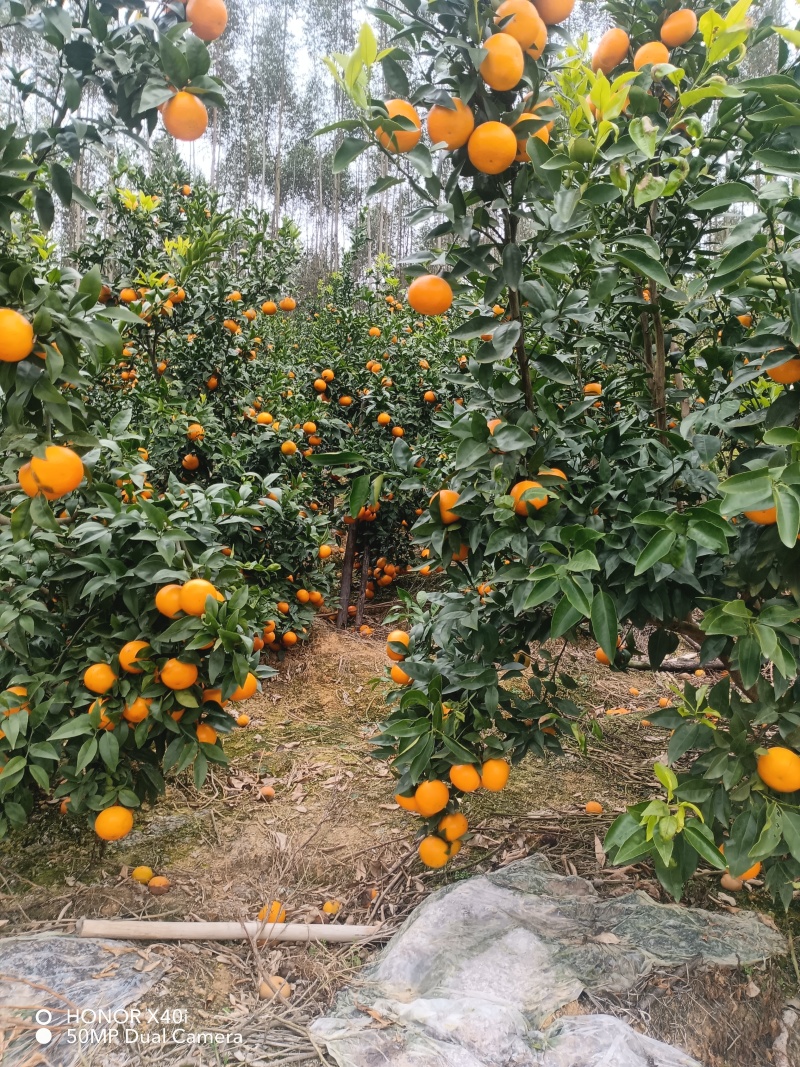 沃柑1.3大量有货新鲜采摘，产地直发，对接全国客户