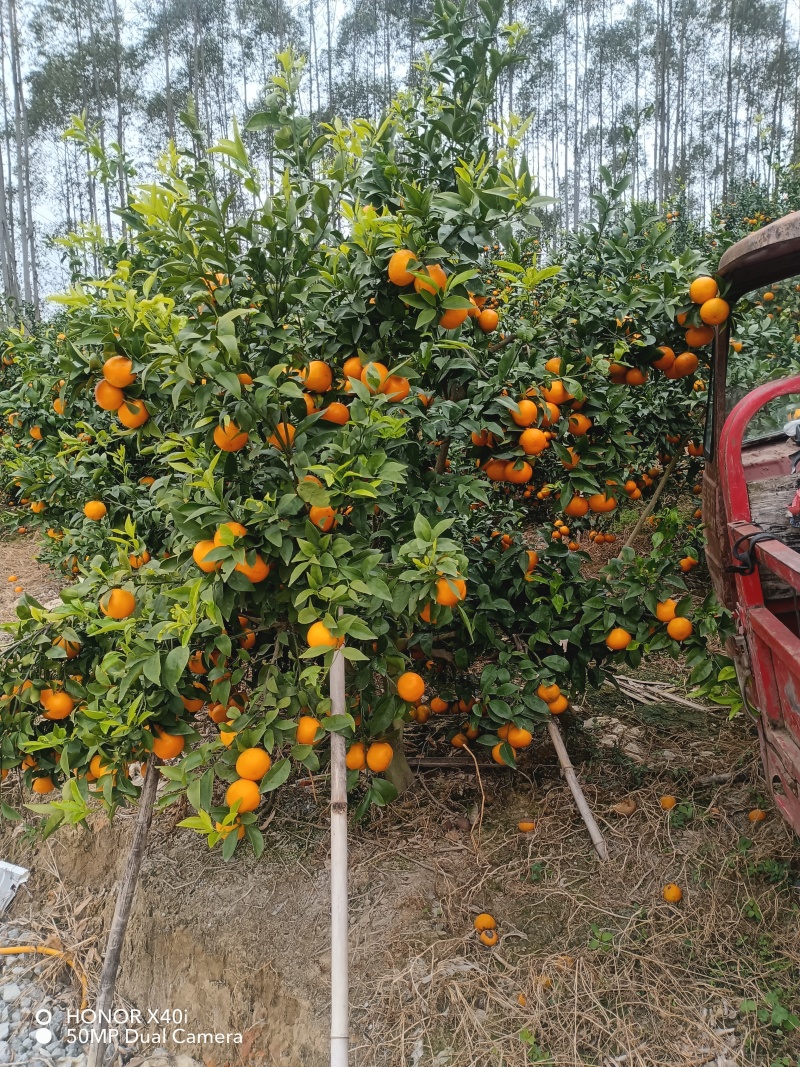 沃柑1.3大量有货新鲜采摘，产地直发，对接全国客户