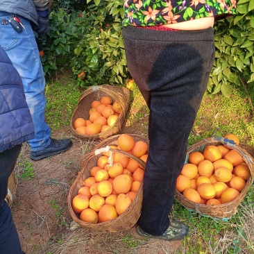 纽荷尔大量出货中