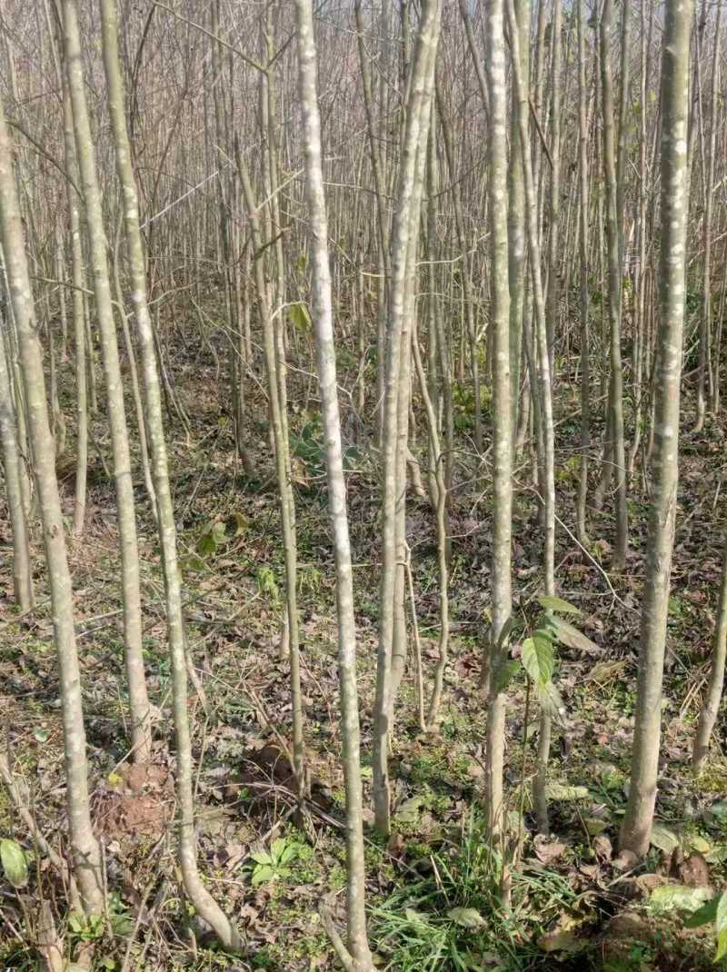 杜仲苗基地直供