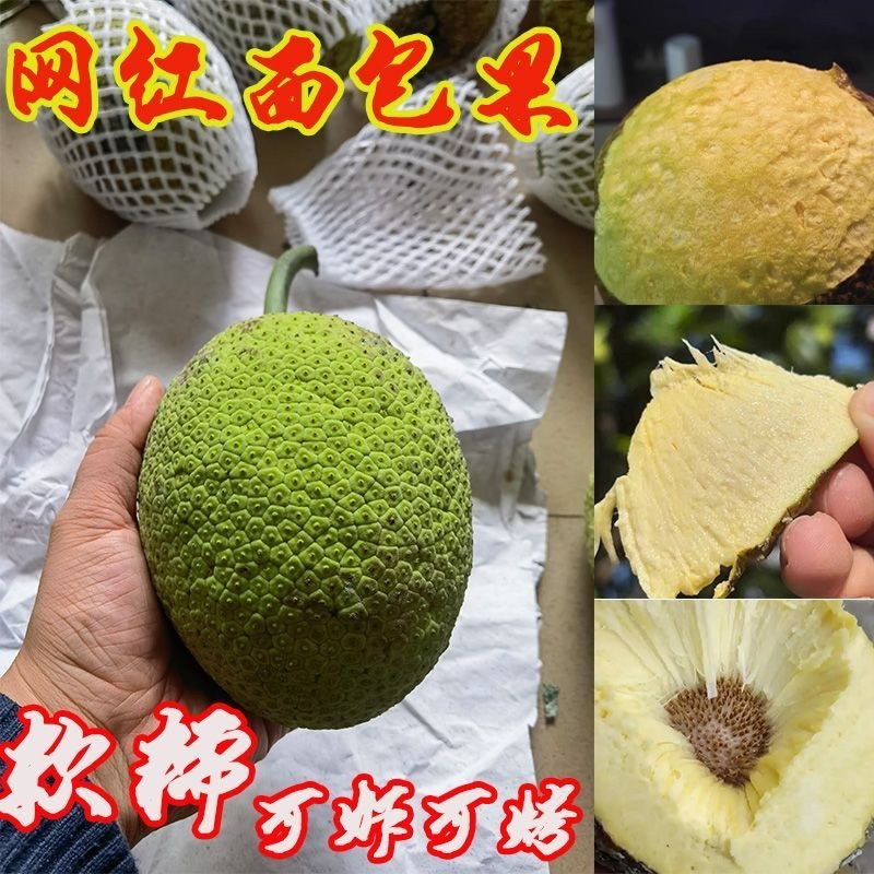 面包果奶酪果稀有水果