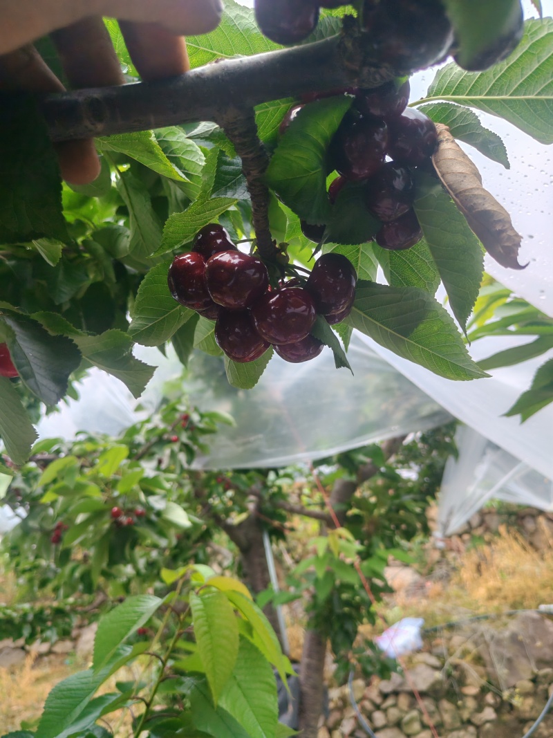 正版黑珍珠车厘子树苗