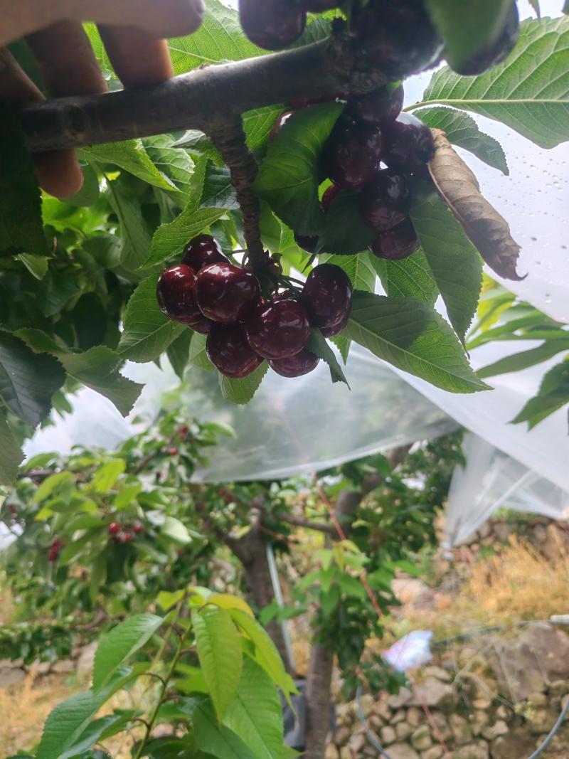 正版黑珍珠车厘子树苗