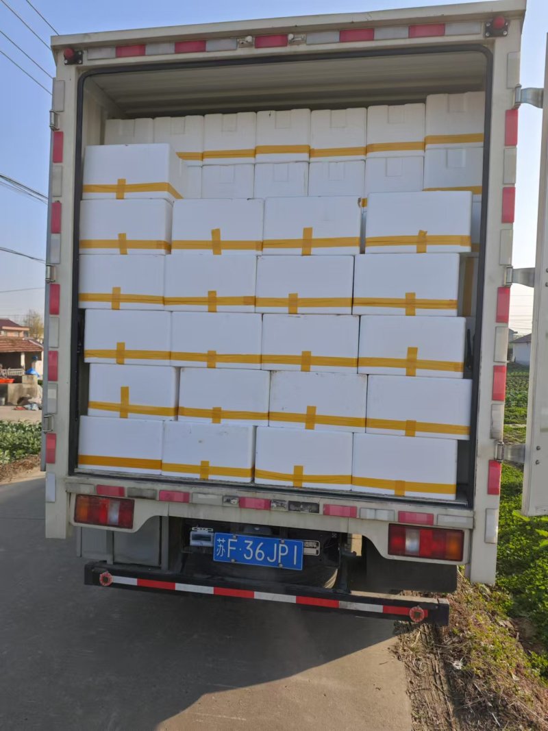 精选冰草大量上市货源充足价格优惠市场商超欢迎采