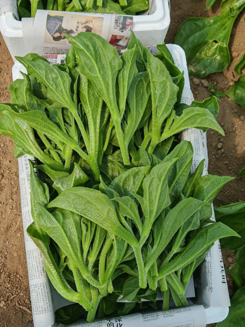 精选冰草大量上市货源充足价格优惠市场商超欢迎采