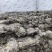 福建海带