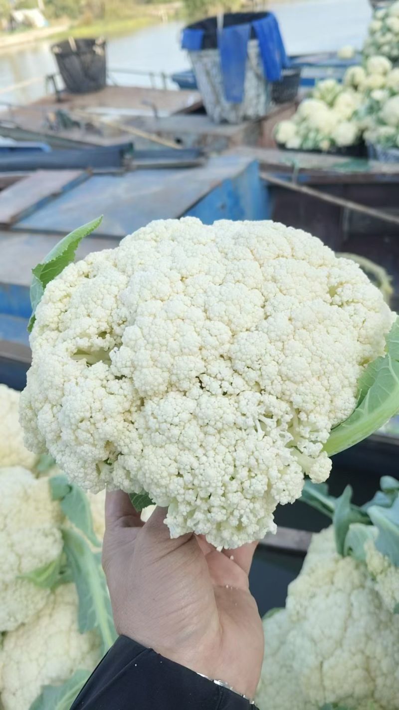 松花菜大量上市，价格从优，质量好，价格低品质有保证