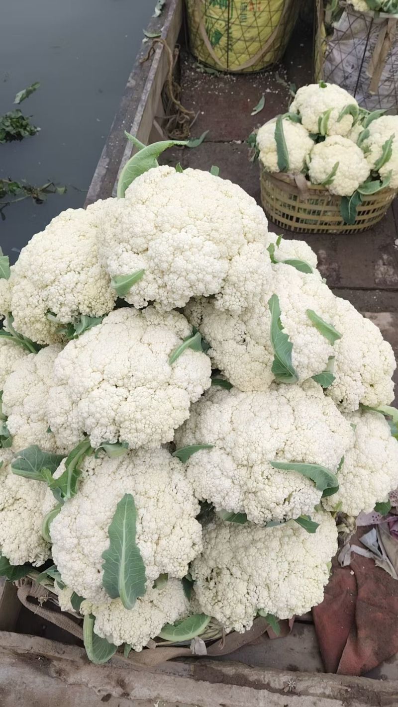 松花菜大量上市，价格从优，质量好，价格低品质有保证