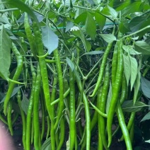 青红线椒市场货