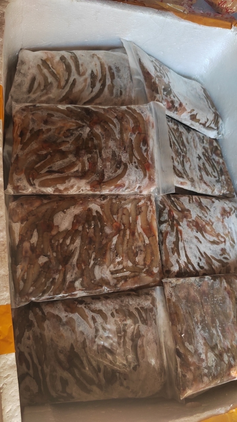 红尾巴鱼小河鱼