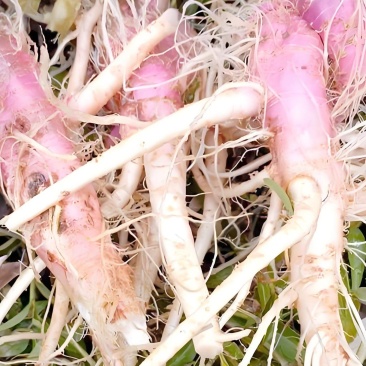 簕苋菜、刺苋、野苋菜、土苋菜、猪母菜、野勒苋、刺刺草