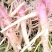 簕苋菜、刺苋、野苋菜、土苋菜、猪母菜、野勒苋、刺刺草