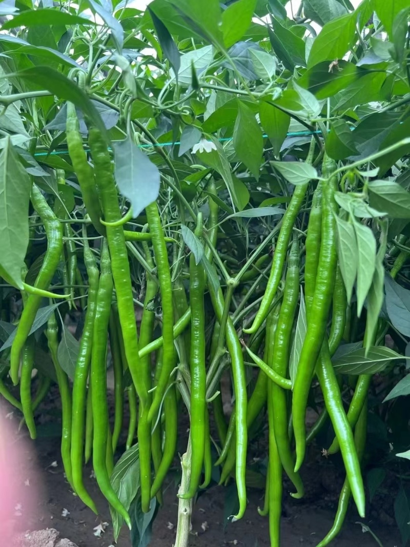 青红线椒市场货