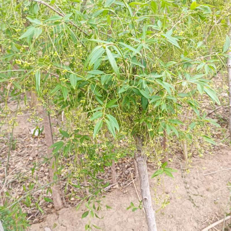 金丝吊蝴蝶金线吊蝴蝶嫁接三年苗陕西卫矛地径0.9至1.5
