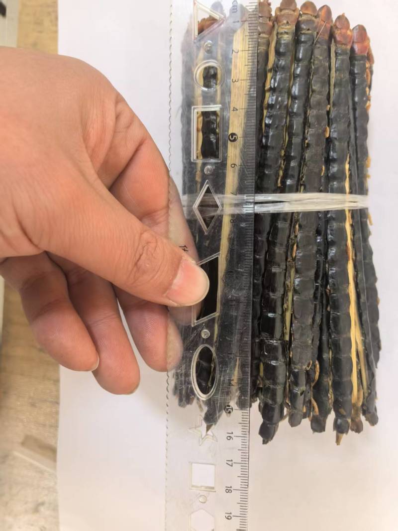 蜈蚣15公分多种规格需要联系