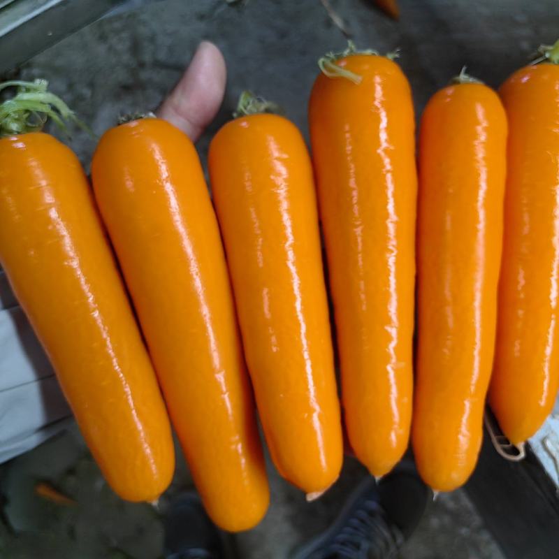 各种规格红罗卜