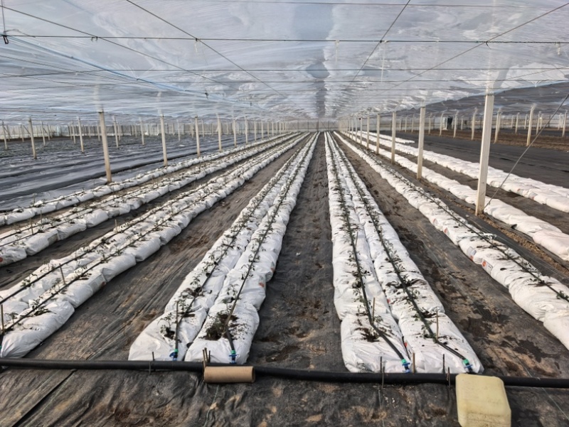 高端品牌进口草炭土，营养成分高。自提价2000元每吨。