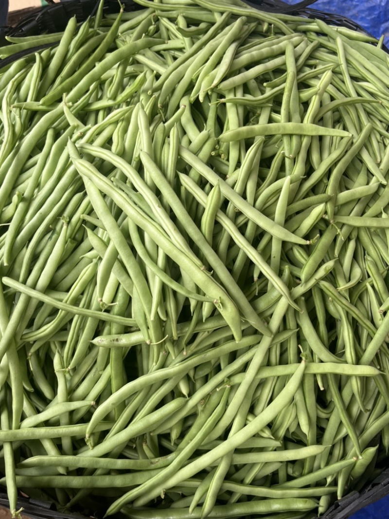 广东四季豆，白花豆，产地直发，大量供应，全国代发
