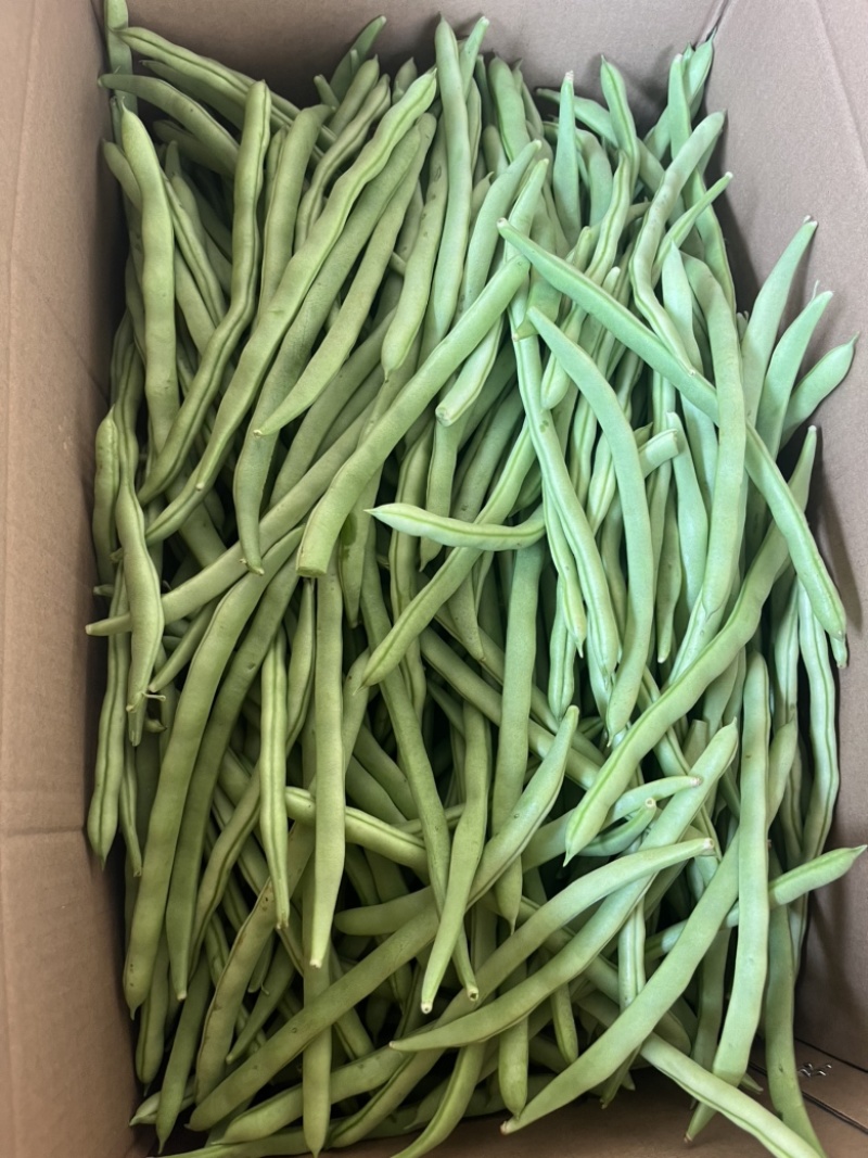广东四季豆，白花豆，产地直发，大量供应，全国代发