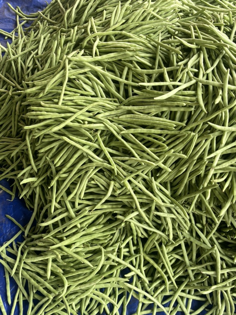 广东四季豆，白花豆，产地直发，大量供应，全国代发
