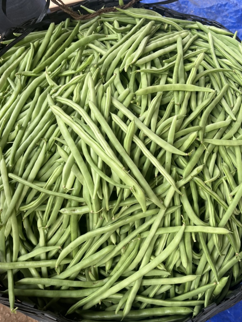 广东四季豆，白花豆，产地直发，大量供应，全国代发
