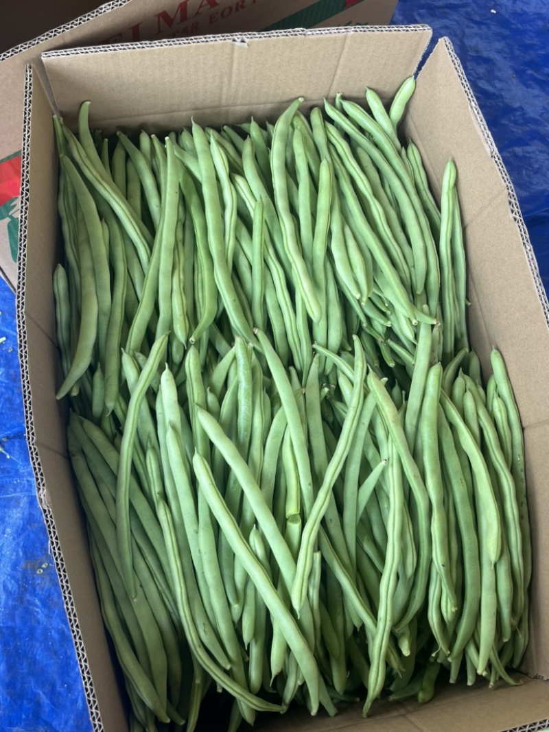 广东四季豆，白花豆，产地直发，大量供应，全国代发