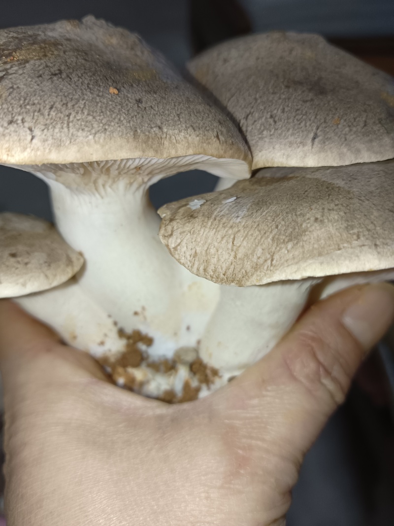 仿野生麒麟菇，营养丰富，鲜味实足，嫩滑脆口