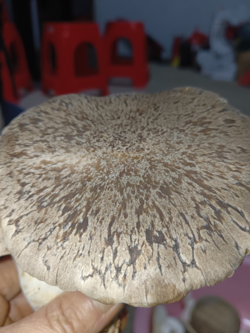 仿野生麒麟菇，营养丰富，鲜味实足，嫩滑脆口