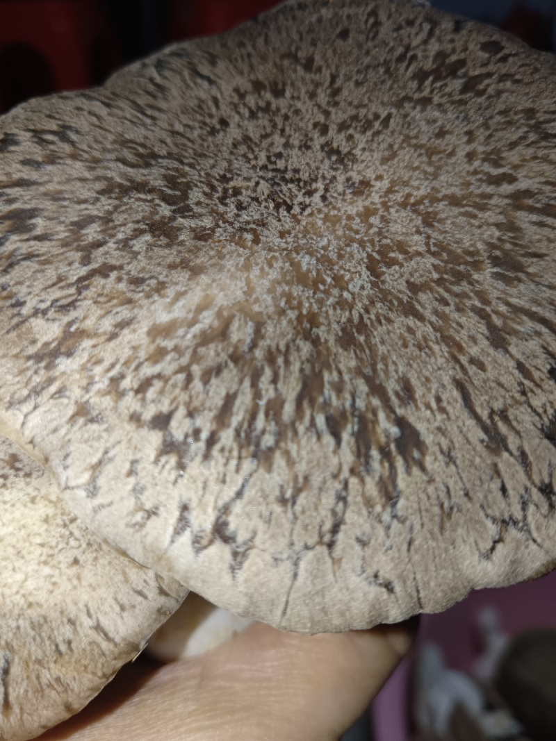 仿野生麒麟菇，营养丰富，鲜味实足，嫩滑脆口