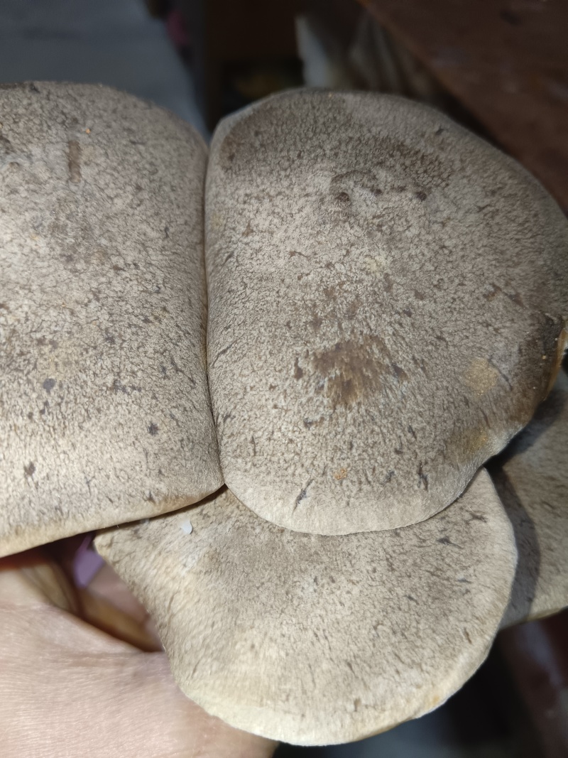 仿野生麒麟菇，营养丰富，鲜味实足，嫩滑脆口