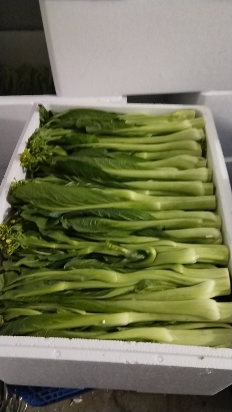 连州迟菜心