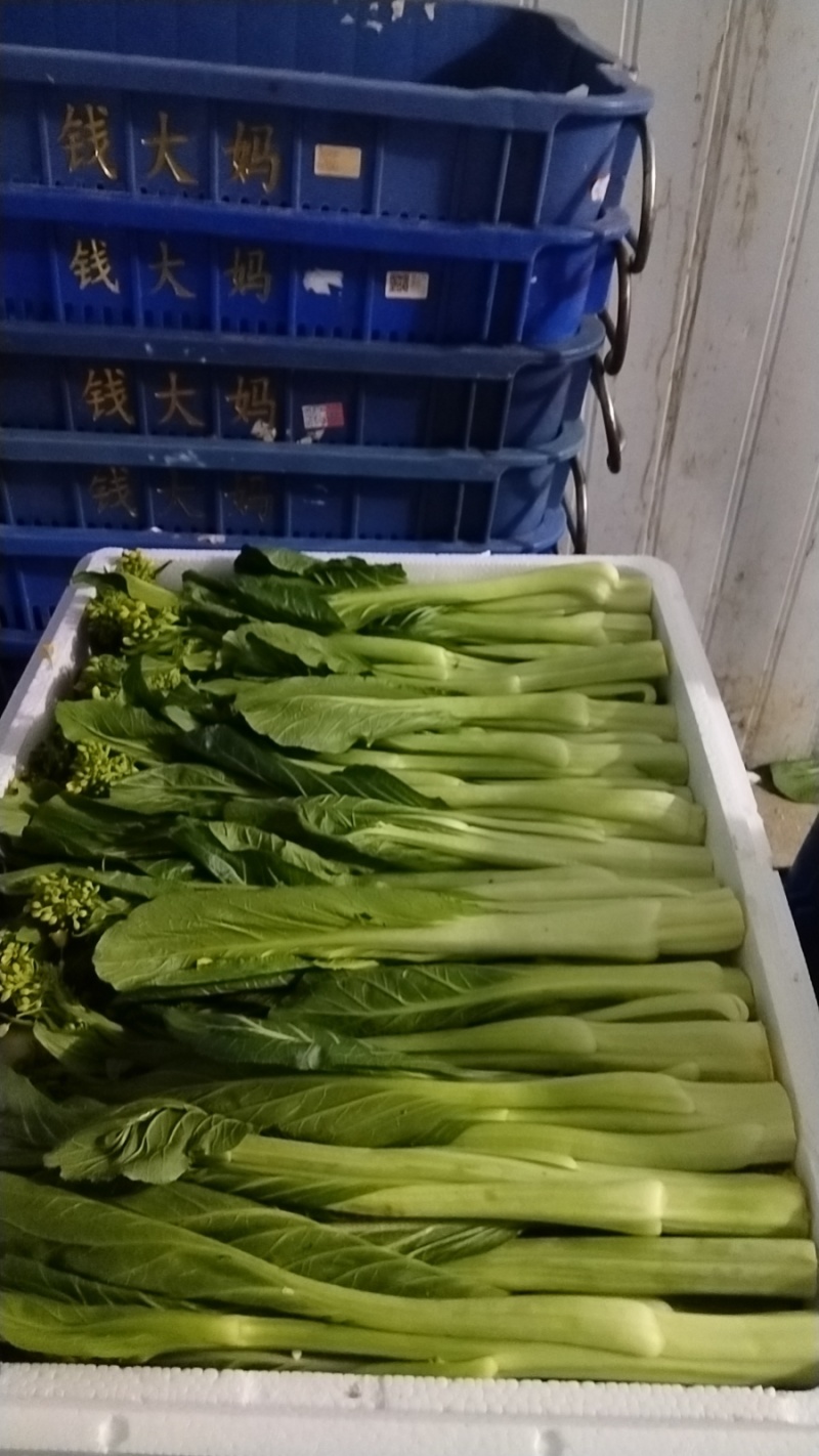 连州迟菜心