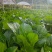 连州迟菜心