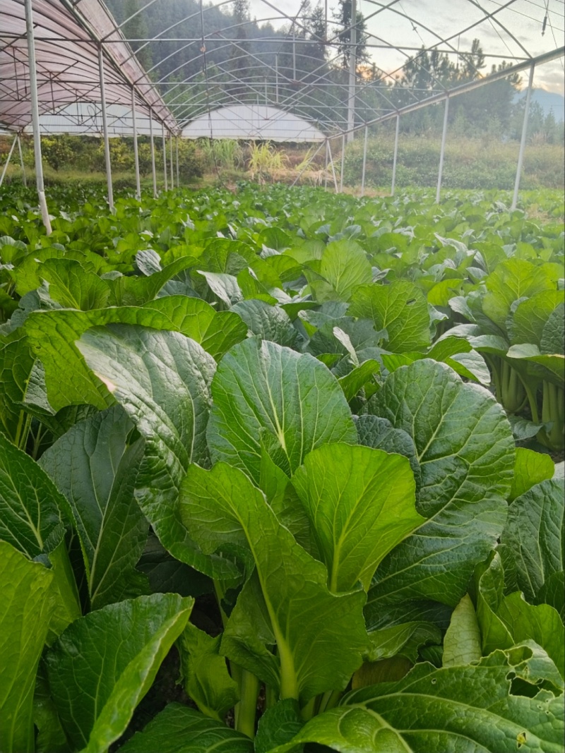 连州迟菜心