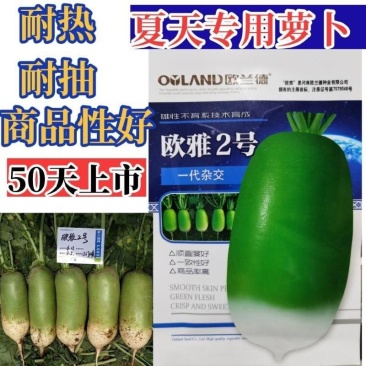 绿雅2号水果萝卜种类籽耐热耐运输口感脆甜多汁高产萝卜种籽