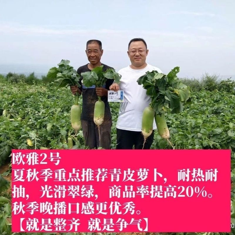 绿雅2号水果萝卜种类籽耐热耐运输口感脆甜多汁高产萝卜种籽