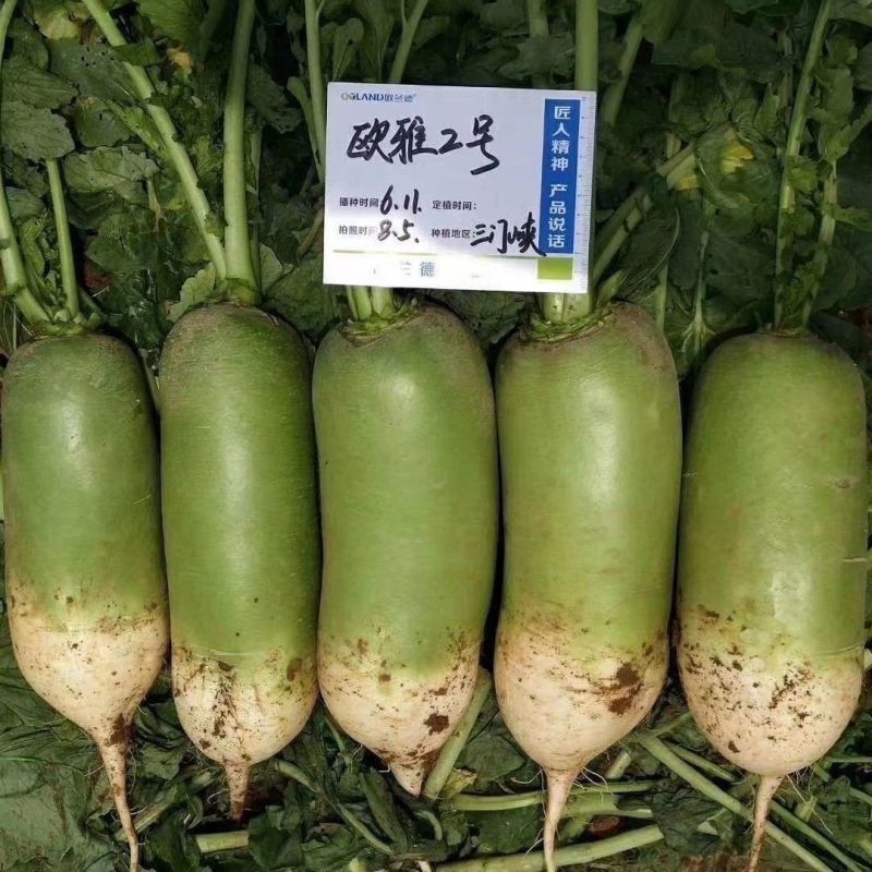 绿雅2号水果萝卜种类籽耐热耐运输口感脆甜多汁高产萝卜种籽