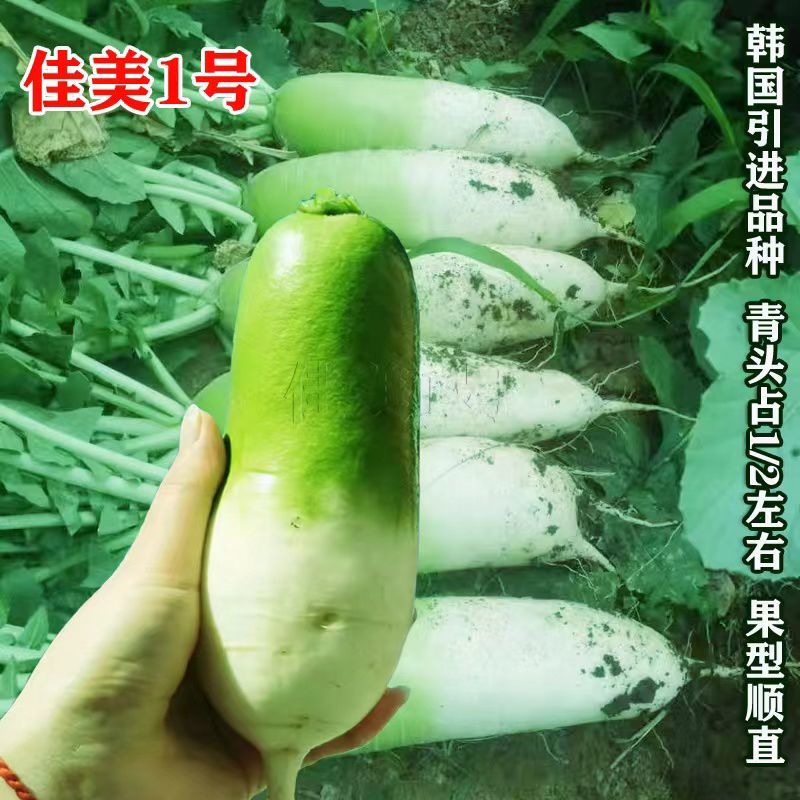 绿雅2号水果萝卜种类籽耐热耐运输口感脆甜多汁高产萝卜种籽