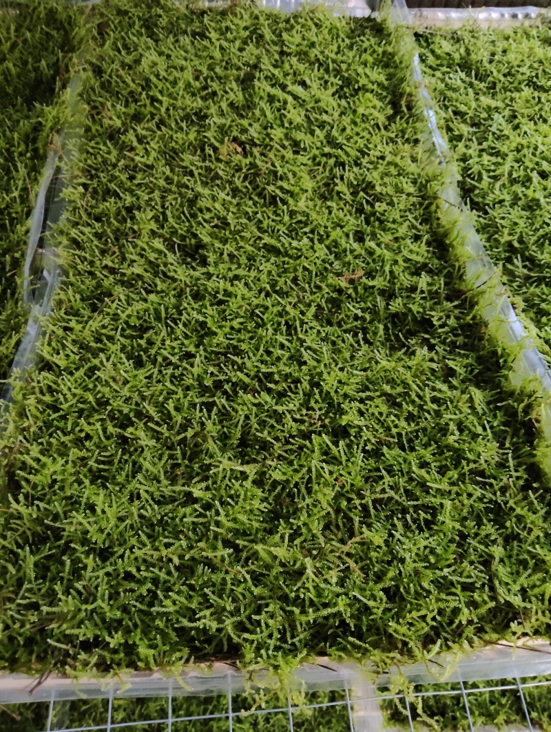 各种苔藓，有需要的联系