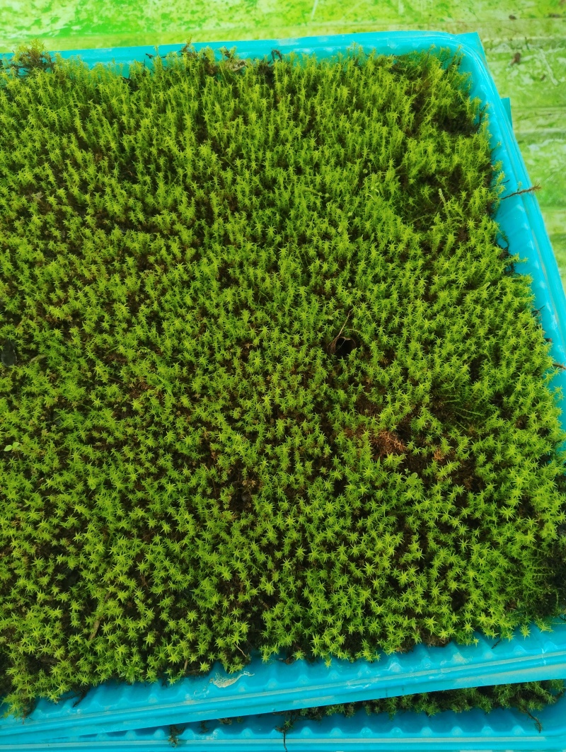 各种苔藓，有需要的联系