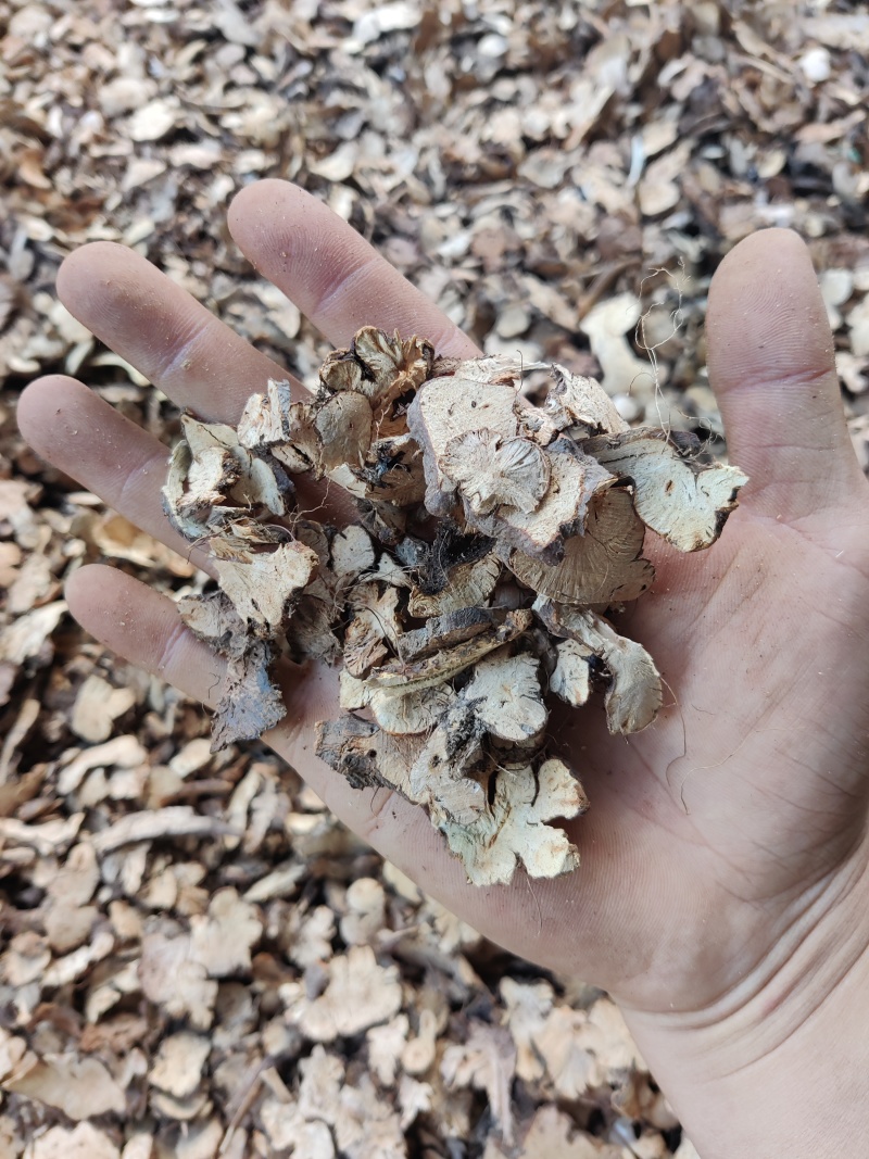 金荞麦，过4号筛