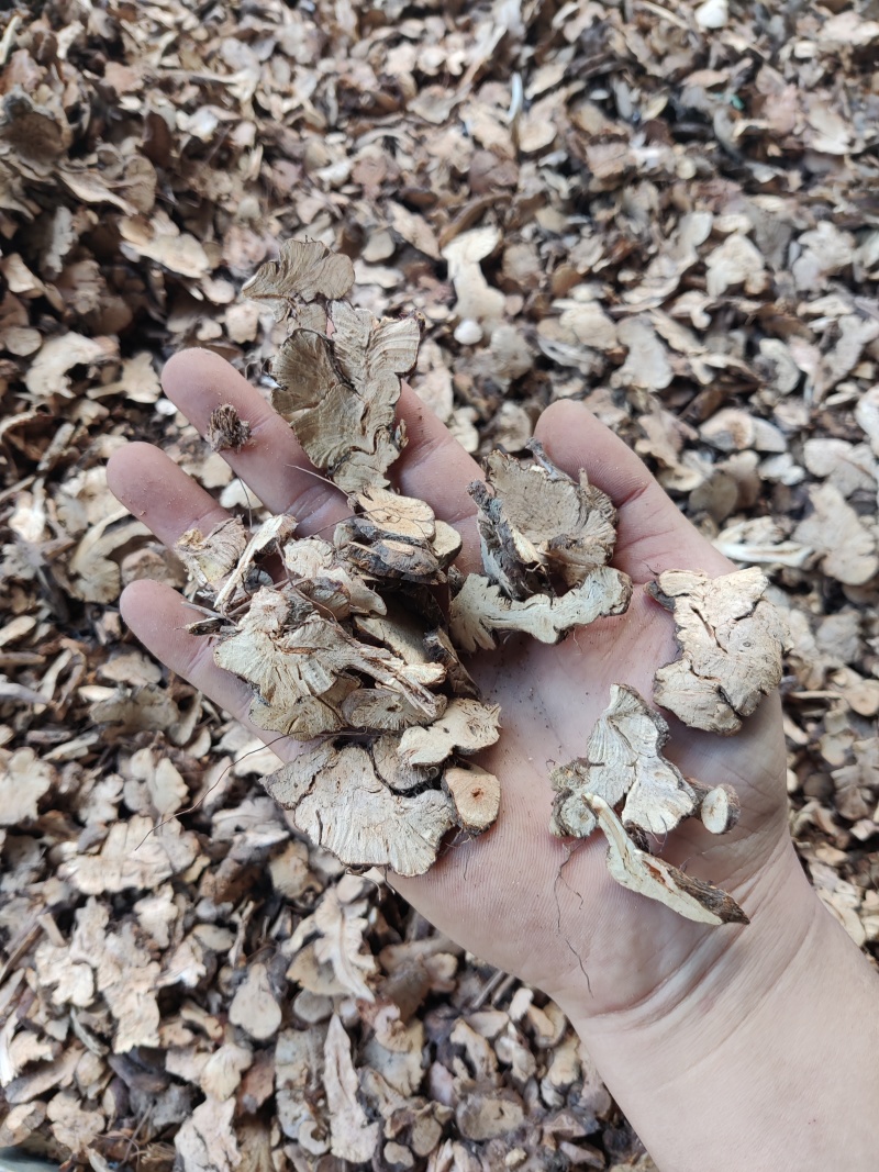 金荞麦，过4号筛