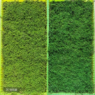 各种苔藓，有需要的联系